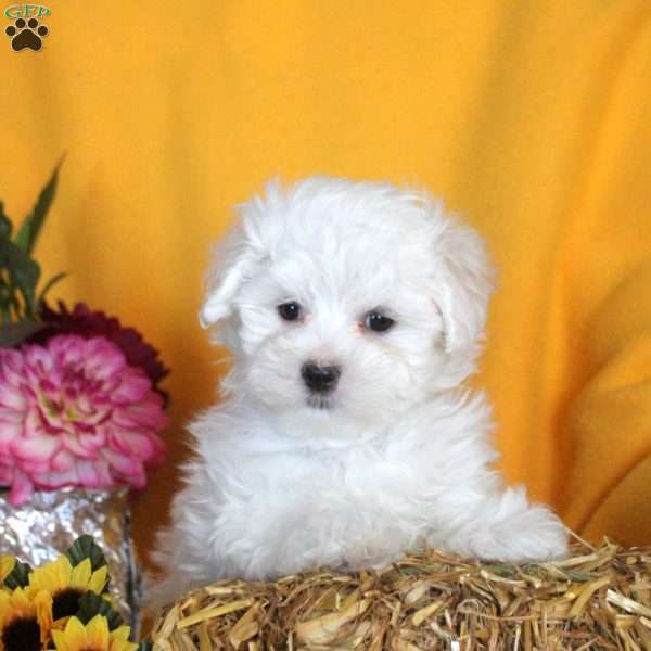 Marvin, Maltese Puppy