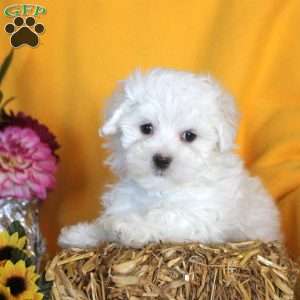 Marvin, Maltese Puppy