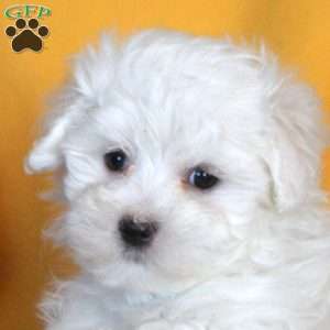 Marvin, Maltese Puppy