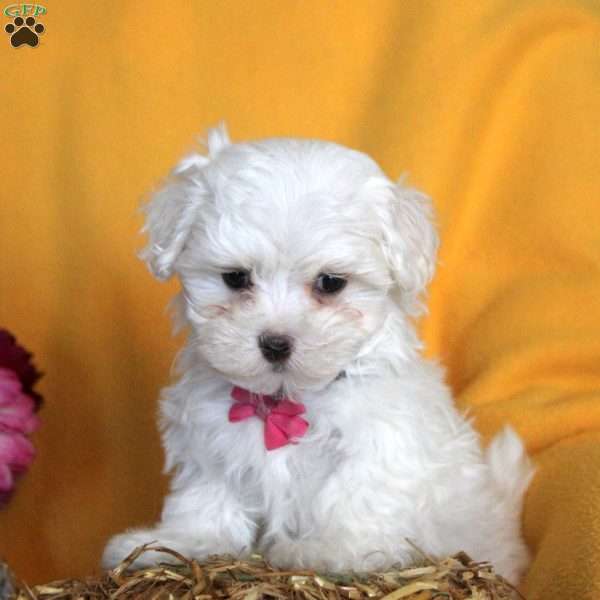 Marybeth, Maltese Puppy