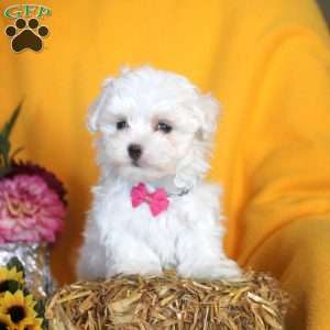 Marybeth, Maltese Puppy