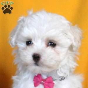 Marybeth, Maltese Puppy