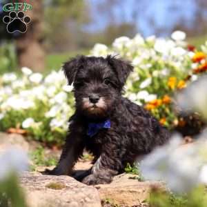 Mason, Miniature Schnauzer Puppy