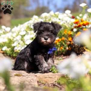 Mason, Miniature Schnauzer Puppy