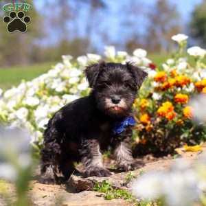 Mason, Miniature Schnauzer Puppy