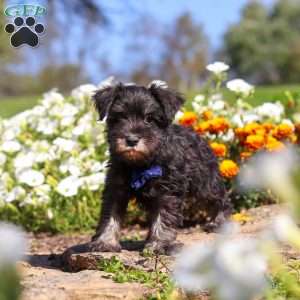 Mason, Miniature Schnauzer Puppy