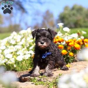 Mason, Miniature Schnauzer Puppy