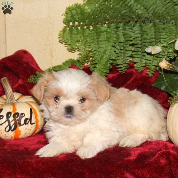 Mason, Shih Tzu Puppy