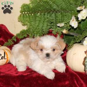 Mason, Shih Tzu Puppy