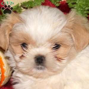Mason, Shih Tzu Puppy