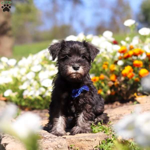 Mason, Miniature Schnauzer Puppy