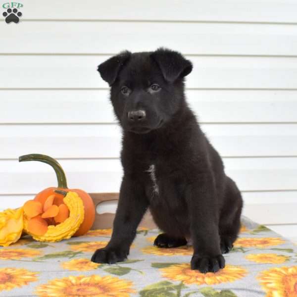 Maverick, German Shepherd Puppy
