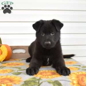 Maverick, German Shepherd Puppy