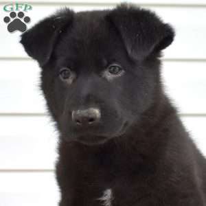 Maverick, German Shepherd Puppy