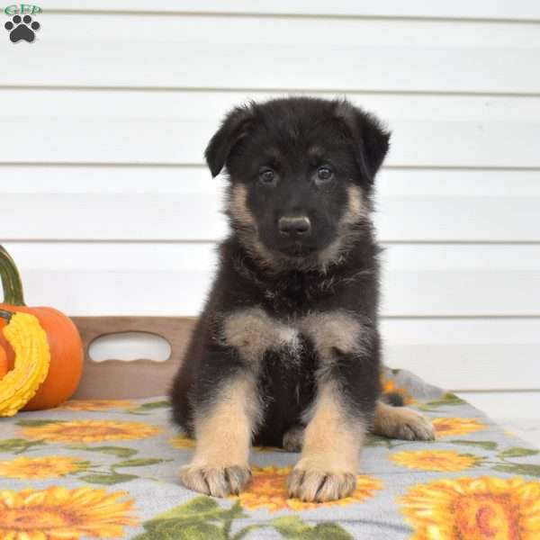 Max, German Shepherd Puppy