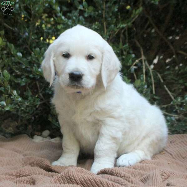 Max, Golden Retriever Puppy