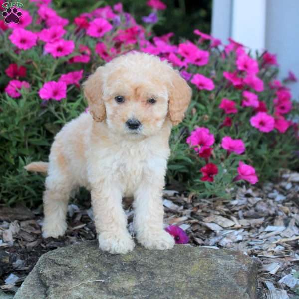 Max, Mini Labradoodle Puppy