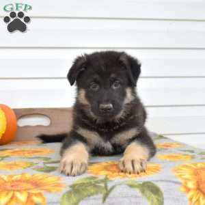 Max, German Shepherd Puppy
