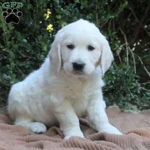 Max, Golden Retriever Puppy