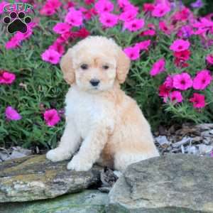 Max, Mini Labradoodle Puppy