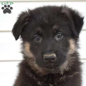 Max, German Shepherd Puppy