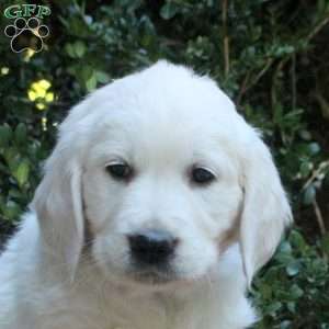 Max, Golden Retriever Puppy