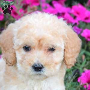 Max, Mini Labradoodle Puppy