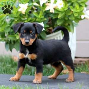 Max, Welsh Corgi Mix Puppy