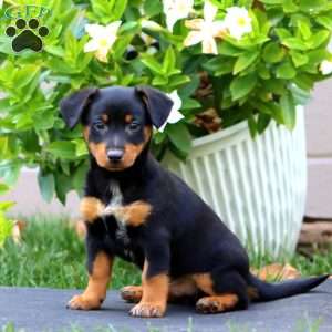 Max, Welsh Corgi Mix Puppy