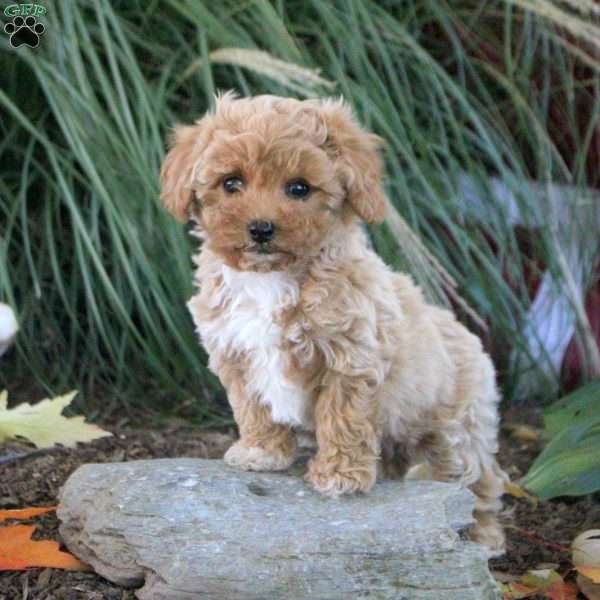 Maya, Cavapoo Puppy
