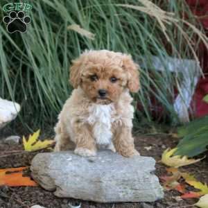 Maya, Cavapoo Puppy