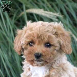 Maya, Cavapoo Puppy