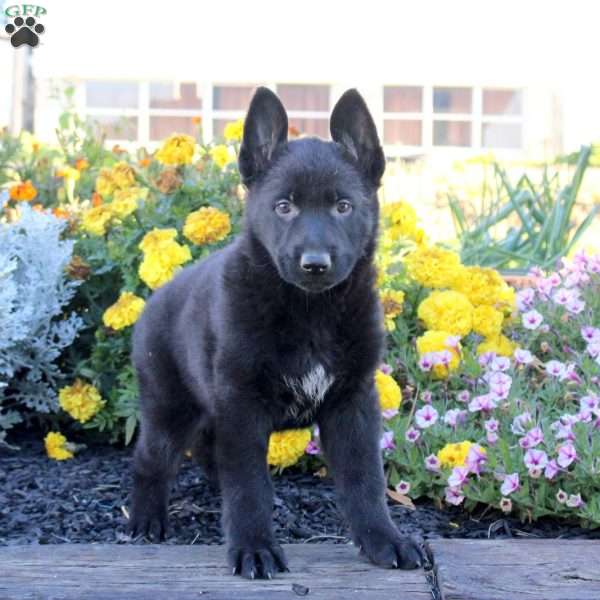 Megan, German Shepherd Puppy