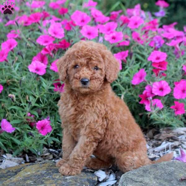 Megan, Mini Labradoodle Puppy