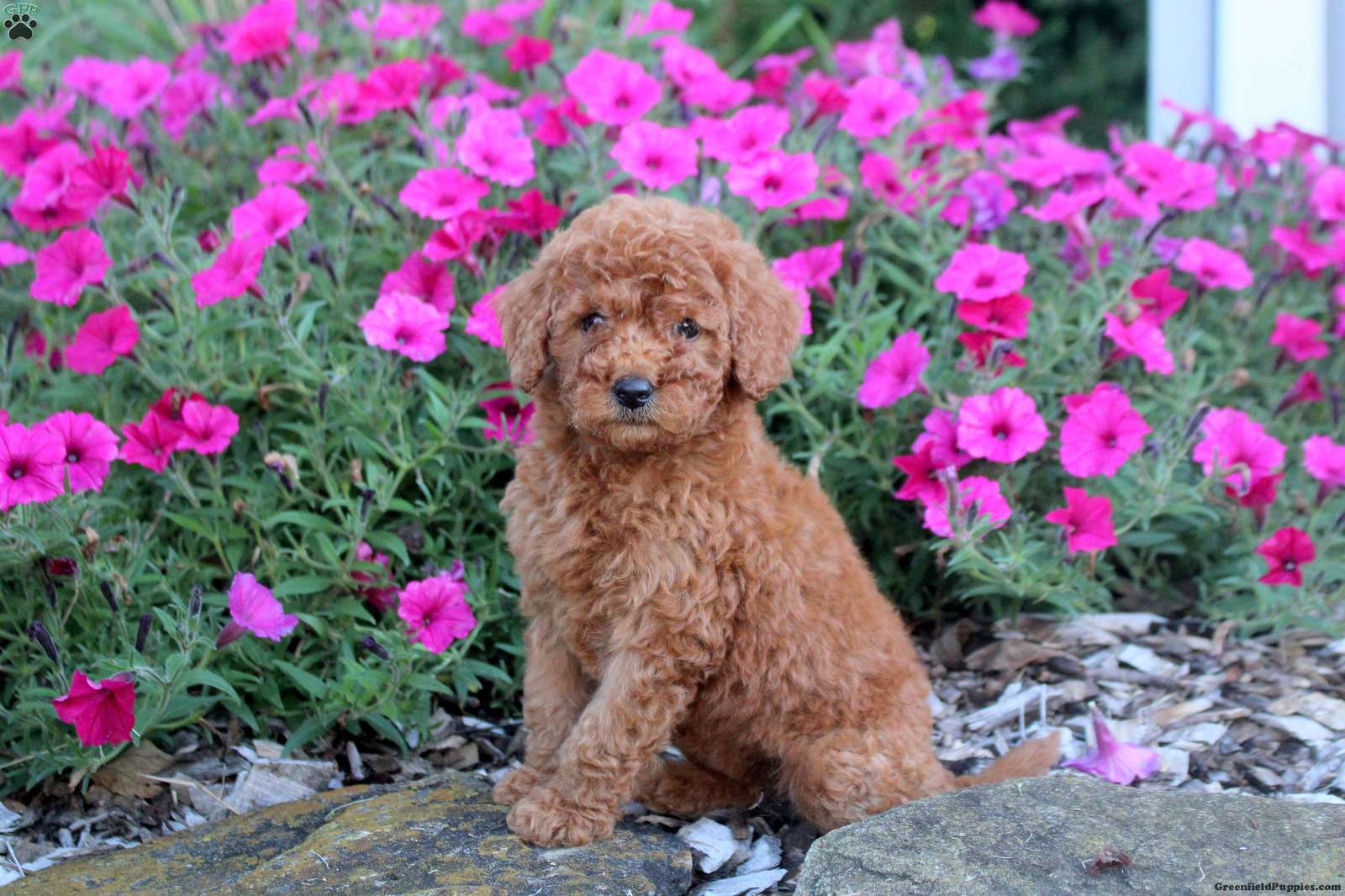 Megan (Doodle / designer cross, Female) in Willow Street, PA