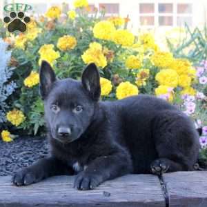 Megan, German Shepherd Puppy