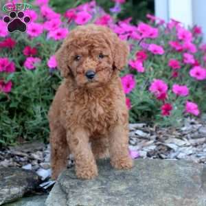 Megan, Mini Labradoodle Puppy