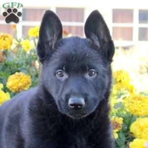 Megan, German Shepherd Puppy