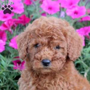 Megan, Mini Labradoodle Puppy