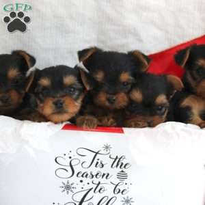 Sami-Teacup, Yorkie Puppy