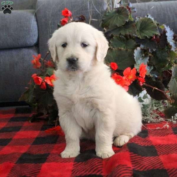 Melissa, English Cream Golden Retriever Puppy
