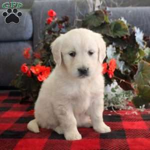 Melissa, English Cream Golden Retriever Puppy