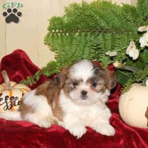 Melissa, Shih Tzu Puppy