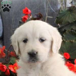 Melissa, English Cream Golden Retriever Puppy