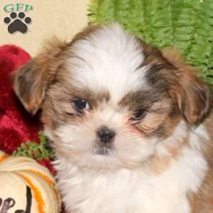 Melissa, Shih Tzu Puppy