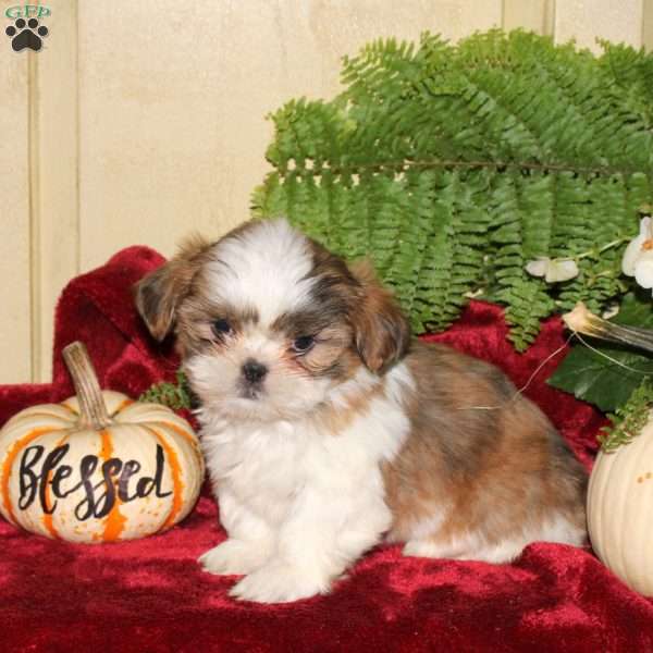 Melissa, Shih Tzu Puppy