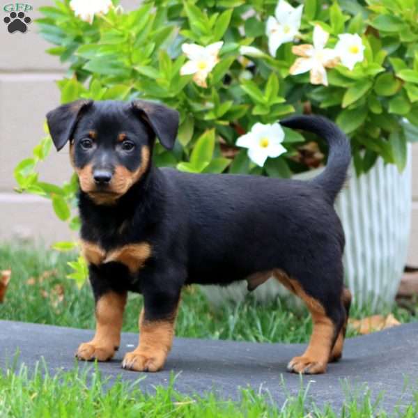 Mervin, Welsh Corgi Mix Puppy