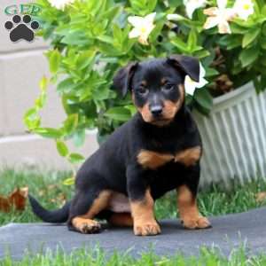 Mervin, Welsh Corgi Mix Puppy