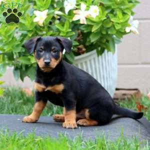 Mervin, Welsh Corgi Mix Puppy