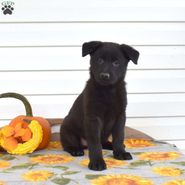 Mia, German Shepherd Puppy